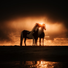 Zwei Pferde im Abendlicht am Strand. Dramatischer Hintergrund und Sonne. Pferdefotografie